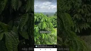 1,7 ha trích lục cà phê cực đẹp 310mét đường bê tông