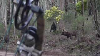 Massive Sambar Stag