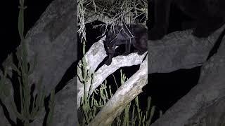 black Leopard #tedua
