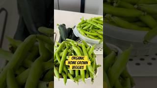 #organicgardening #broadbeans and #zucchini #harvest #first #zucchini from #garden