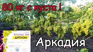 Виноград 80 КГ с куста ! Аркадия.