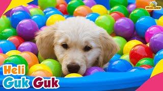 Heli Guk Guk Guk - Cute Little Dog Running and Running - Dog Bathing in Ball - Children's Song