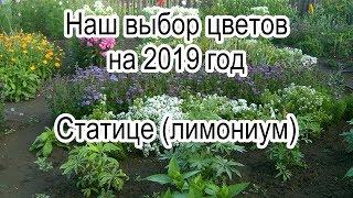 Наш выбор цветов на 2019 год. Статице (лимониум).