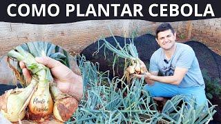 Como PLANTAR CEBOLA de CABEÇA da FORMA CERTA e COLHER QUILOS dessa hortaliça ORGÂNICA