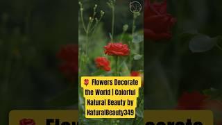  Flowers Decorate the World | Colorful Natural Beauty by NaturalBeauty349