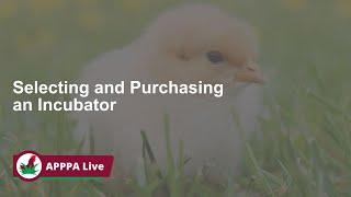 Selecting and purchasing your chicken egg Incubator