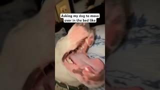 They take up the entire bed #dogs #meme #dogshorts #funny #memes