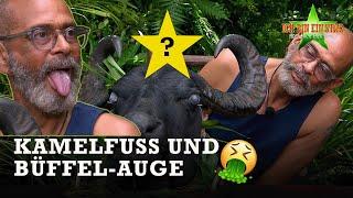 Finale Dschungelprüfung für PIERRE ⭐​| Dschungelcamp 2025