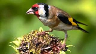 Голоса птиц - Щегол (Carduelis carduelis)