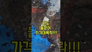 12/30일 완도 돌문어 엄청 싱싱합니다