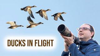 How to Focus on More than one Bird - Birds in Flight Photography (Canon)