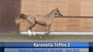 Karamella Toffee Z (gaits)