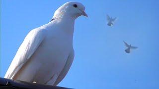 Голуби ушли с игрой в покрытия. The pigeons came out and left playing vysako