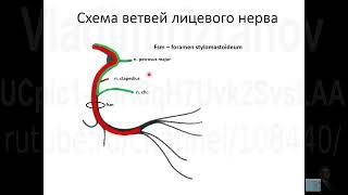 Лицевой нерв. Анимированная схема ветвей. Запись 2022 09 21 10 19 02