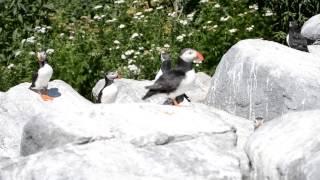 The Call of the Puffins