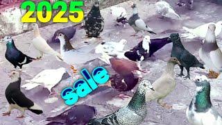 kabutar sale dehil 2025 New शन्दर उड़ती लड़ती टुकडी सेल dehil pigeon sale  firozabad kabootar