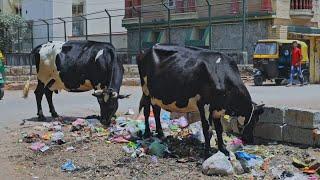 Why are you feeding COWS with PLASTIC ?