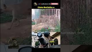 #doglover #dog#dogshorts #madhurakavi #telugumemes #trending #funny #fun #comedy #funnyvideo