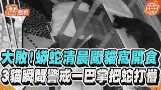 大敗! 蟒蛇清晨闖貓窩開食 3貓瞬間警戒一巴掌把蛇打懵｜TVBS新聞｜擠看看 #Shorts