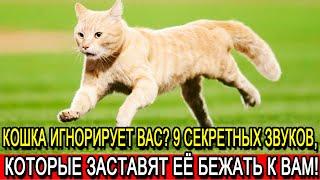 Кошка игнорирует вас? 9 секретных звуков, которые заставят её бежать к вам!