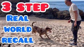 3 step real world recall #dogtraining #dog #dogs