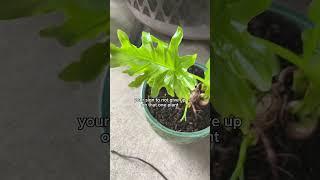 Save Your Green Babies in Just 4 Months! #PlantTok #rehabplants #plantcare
