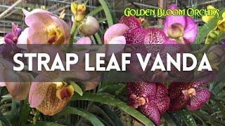 Strap Leaf Vanda @ Golden Bloom Orchids