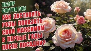 РОЗЫ. КАК ЗАСТАВИТЬ РОЗЫ ПОКАЗАТЬ СВОЙ МАКСИМУМ В ПЕРВЫЕ ГОДЫ. ЗАЩИТА ОТ СОЛНЦА. ОБЗОР СОРТОВ РОЗ!