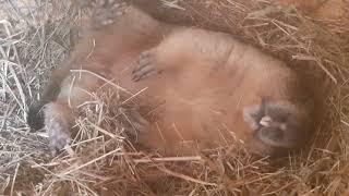 Спит, как сурок!#ручной байбак#домашний сурок#милые животные#marmot#cute animals