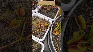 Growing Season Begins: Wake Up Venus Flytraps & Sarracenia