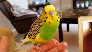 Should I Clip My Budgie's Wings? | Flight Feathers for Pillow