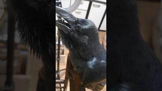 ごはんを要求するカラスのハッピー　#カラス #crow #karasu #かわいい #まったり #日常 #おしゃべり  #鳥 #ハシブトガラス #ごはん