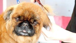 PetGroooming - Never Shave Down your Pekingese