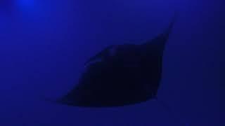 VanHorssen Trip Hawaii 2018-Manta Ray