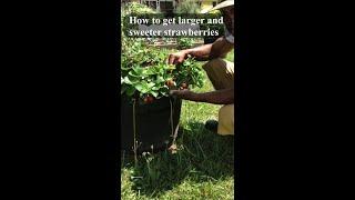 How to grow strawberries larger and sweeter everbearing #shorts #strawberry