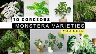 10 gorgeous monstera varieties you need in your plant collection
