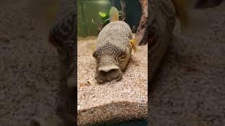 Puffer fish eating crab