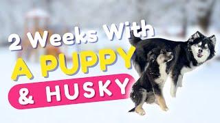 First two weeks with our puppy (and husky!)