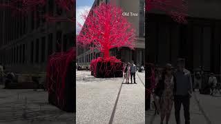 Old Tree @ The High Line，New York