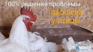 Расклев у кур (каннибализм у кур). Решение проблемы.