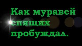 Сотовая Земля: «Муравей» Все роли озвучил - Вячеслав Котляров.