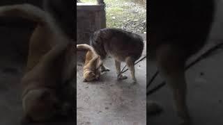 Beast the Alaskan Malamute