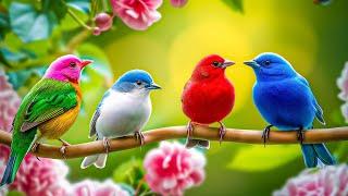 Birds Chirping 4K  Soothing Birdsong to Heal the Heart, Relax the Mind, Restore the Nervous System