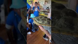 Dewees Island Turtle World