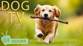 DOG TV for Dogs to Watch: Best Videos Entertain for Dogs While You're Away Home - Music for Dogs