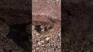 The Infamous Mojave Rattlesnake