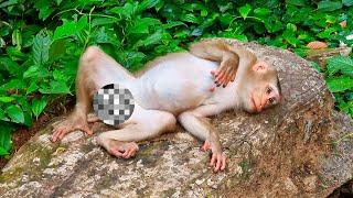 Loyce a new pregnant monkey will give birth to her child soon because of her poor behavior.