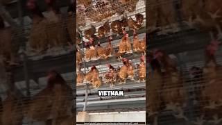 Amazing Vietnamese chicken & spinach farming technique