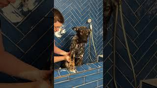 ASMR Episode 11: Sammy the German Shepherd🫧#doggrooming #asmr #dogasmr #germanshepherds