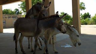 Donkeys Mating in Groups || Animals Mating ||  Kingdom Animalia